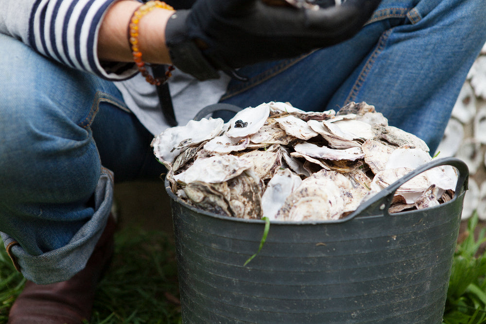 Oyster SHELLS